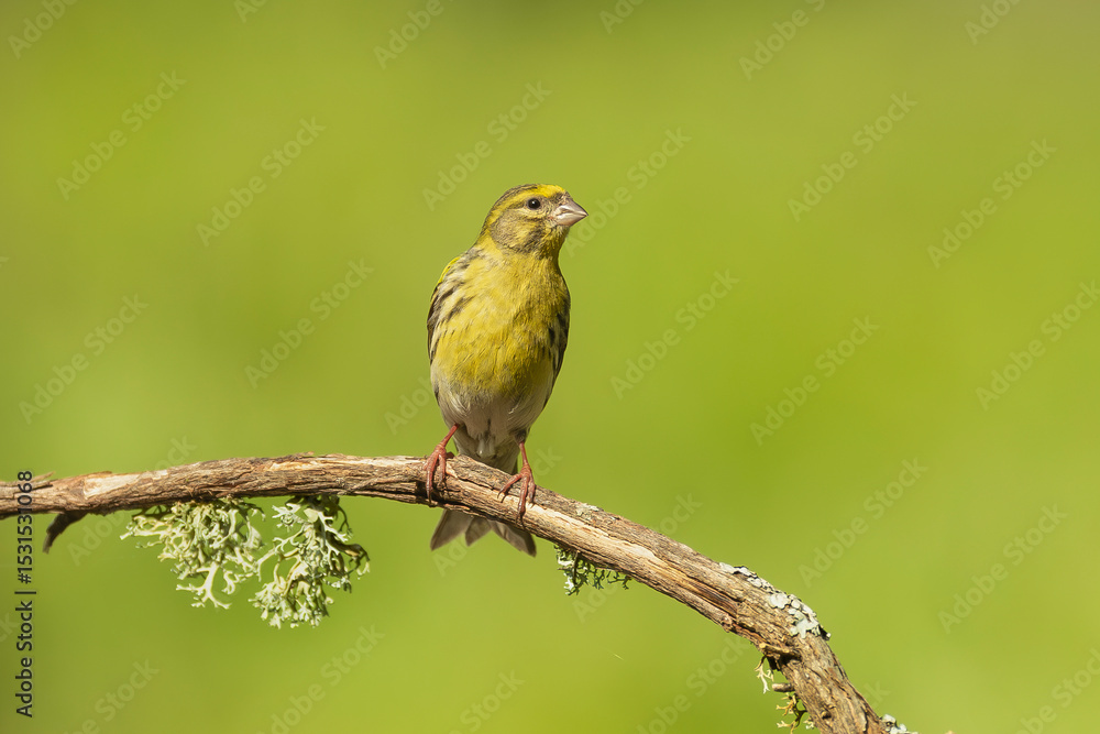 Fototapeta premium European serin - Serinus serinus perched at green background. Photo from Calera y Chozas in Spain, Toledo Province.