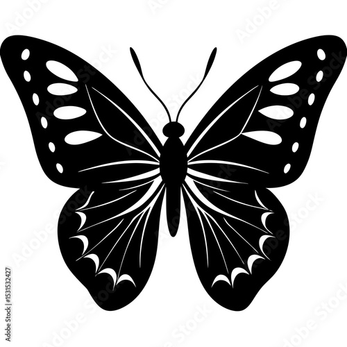 butterfly on white background