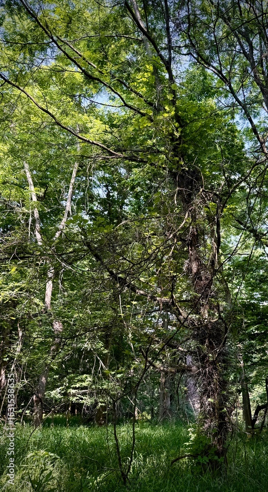 Fototapeta premium honey locust tree in Ohio fully thorned
