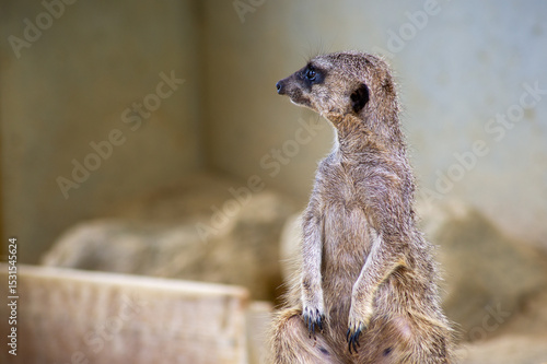 Fotografie 「え、俺？」と言いたげなミーアキャット ― 驚きと戸惑いが交差する表情｜Meerkat with a “Who, Me?” Expression — A Mom