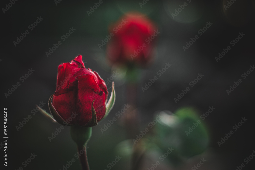 Obraz premium single red rose