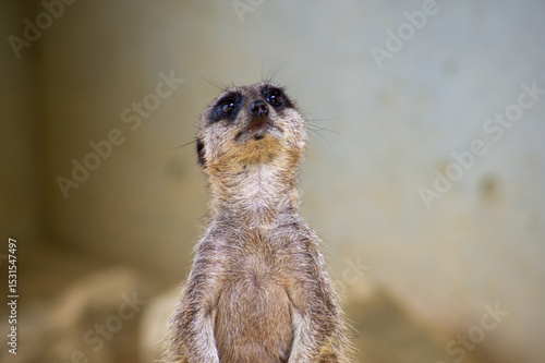 Obraz na plátně 「え～どうだったかな～？」考えごと中のミーアキャット ― 空を見上げる仕草に宿る知性とユーモア｜Contemplative Meerkat Looking Up