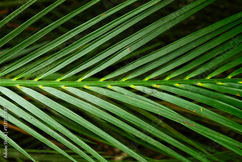 This image showcases a close-up view of a palm leaf with its green fronds radiating from a central stem. The detailed texture and vibrant green color make it perfect for topics related to nature, bota