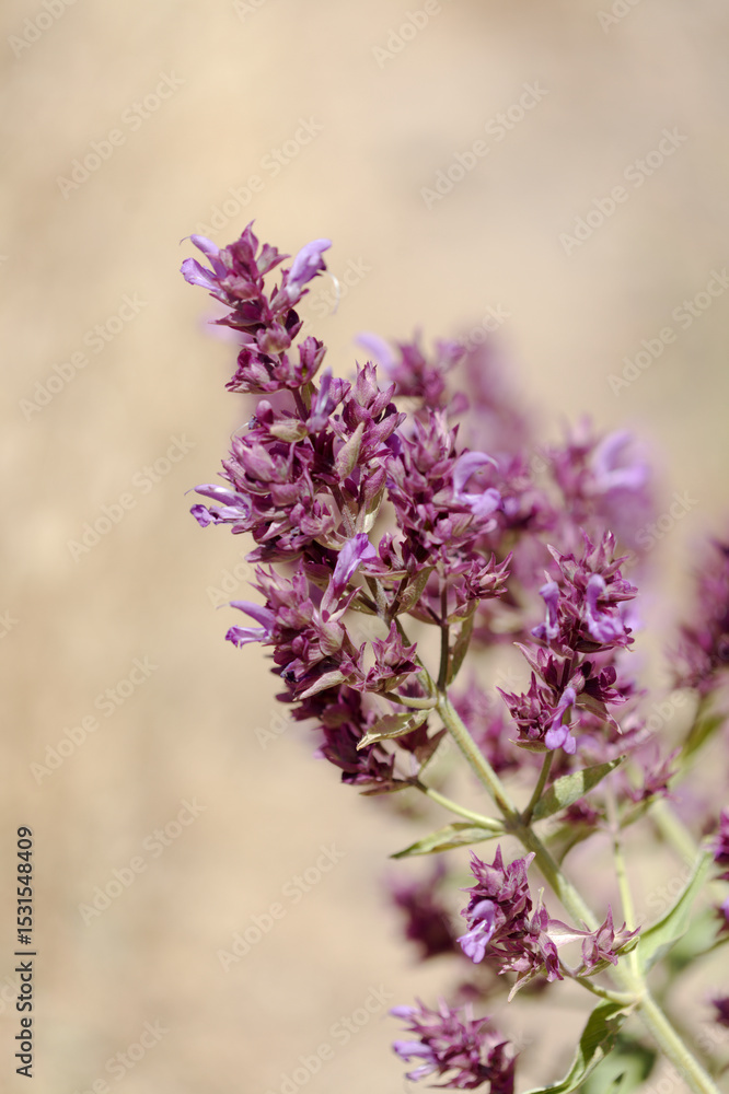 Obraz premium Flora of Gran Canaria - Salvia canariensis, Canary Island sage natural macro floral background