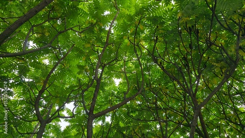 Vibrant green foliage fills the frame, showcasing lush tree branches reaching towards the sky. Perfect background for nature, environment, growth, outdoor themes. Captures tranquility, natural beauty