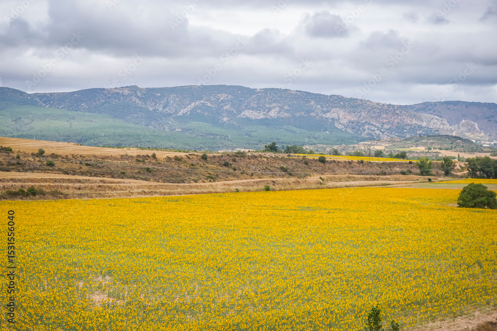 Fototapeta premium Sunflower fields in the Spanish countryside