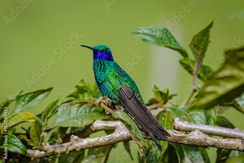 Detailed photograph of the Sparkling Violetear (Colibri coruscans), a South American hummingbird perched on a branch.