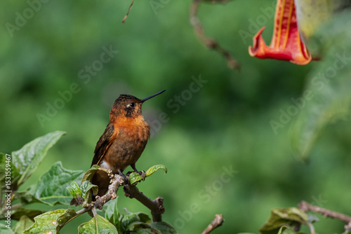 Detailed photography of the Shining Sunbeam (Aglaeactis cupripennis) a south american hummingbird perched on a branch.