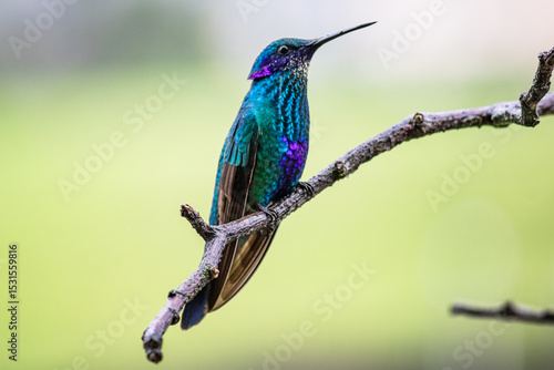 Detailed photograph of the Sparkling Violetear (Colibri coruscans), a South American hummingbird perched on a branch.