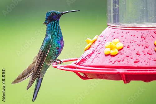 Detailed photography of the Sparkling Violetear (Colibri coruscans) a south american hummingbird with it characteristic colors