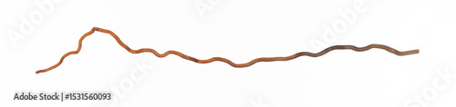 long dry curved stick isolated on white background