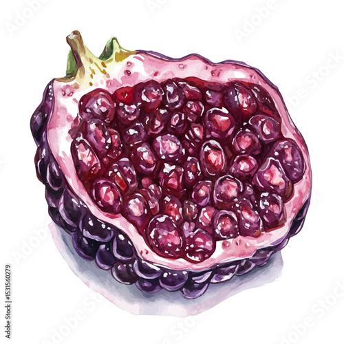 Mulberry Slice, watercolor clipart vector, isolated on a white background.