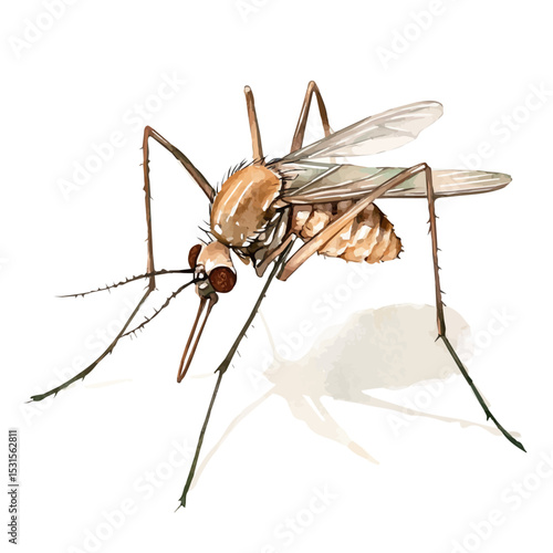 Mosquito Close Up, watercolor illustration vector, isolated on a white background.