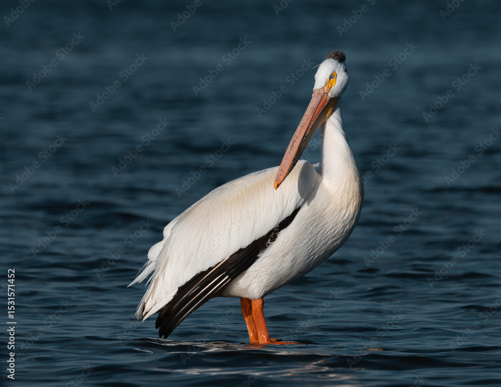 Fototapeta premium A majestic white pelican stands gracefully in calm water, its head tilted upward showcasing its long orange beak and pouch.