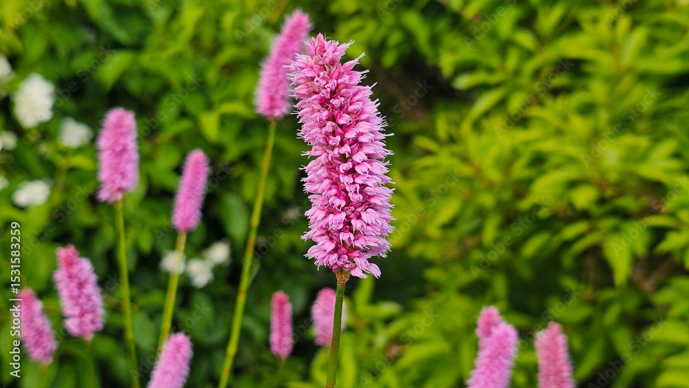 Sweden. Bistorta officinalis, known as bistort, common bistort, European bistort, or meadow bistort, is a species of flowering plant in the dock family Polygonaceae native to Europe Sweden. Bistorta officinalis, known as bistort, common bistort, European bistort, or meadow bistort, is a species of flowering plant in the dock family Polygonaceae native to Europe