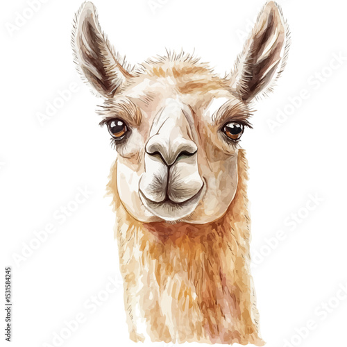 watercolor vector of Llama Close Up, isolated on a white background.