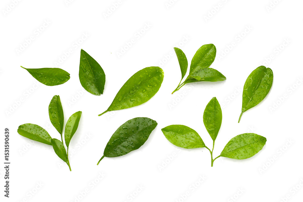 Citrus fruit leaves with water drop Citrus fruit leaves with water drop