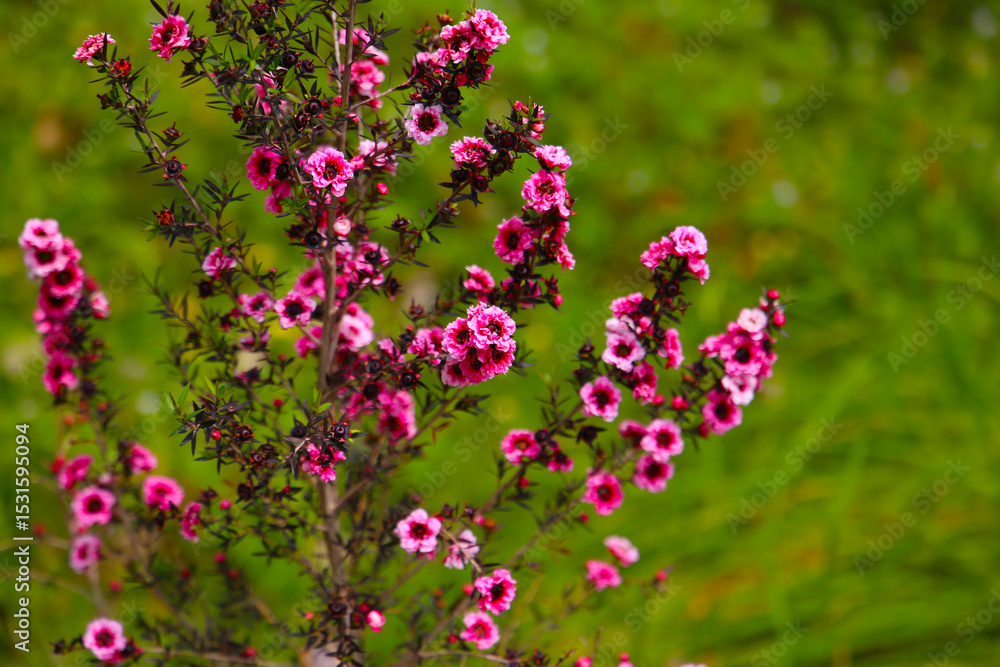 Obraz premium Manuka plant in bloom, pink flower
