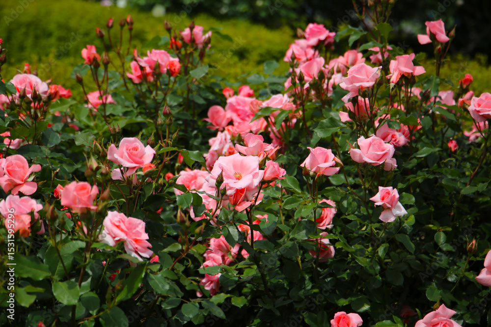 Fototapeta premium Beautiful pink roses in full bloom at the Japanese Rose Garden.