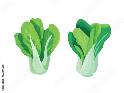 Cabbage Bok choy. Flat vector clipart, illustration with isolated background.