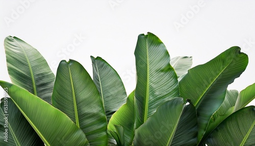 tropical banana leaves growing on white background