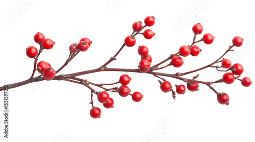 Holiday holly berry isolated on white background 