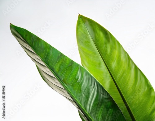 vibrant green leaves of strelitzia nicolai plant on white background