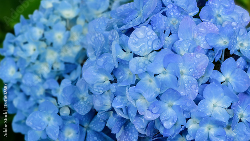 雨に濡れた紫陽花