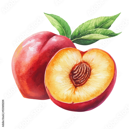 Juicy Fresh Ripe Nectarine, watercolor clipart vector, isolated on a white background.