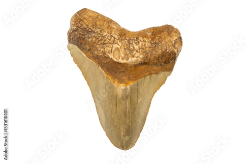 Close-up of a shark tooth fossil, isolated on white background