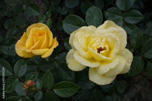 Two yellow floribunda roses