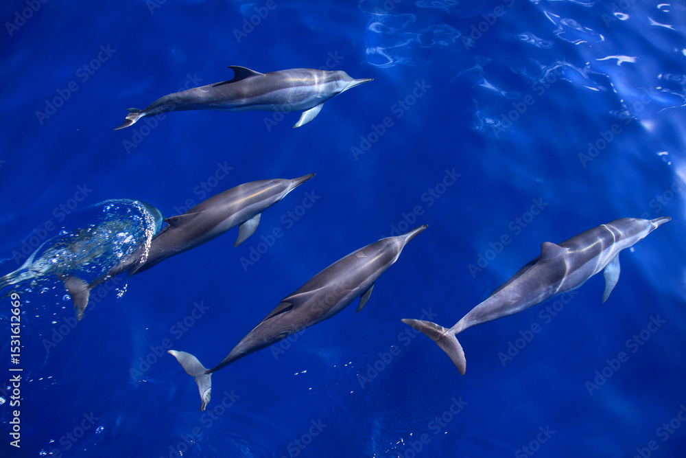 Fototapeta premium School of wild Spinner dolphins under water in the Atlantic ocean. Fernando de Noronha Island nature reserve. Pernambuco, Brazil. UNESCO World Heritage.