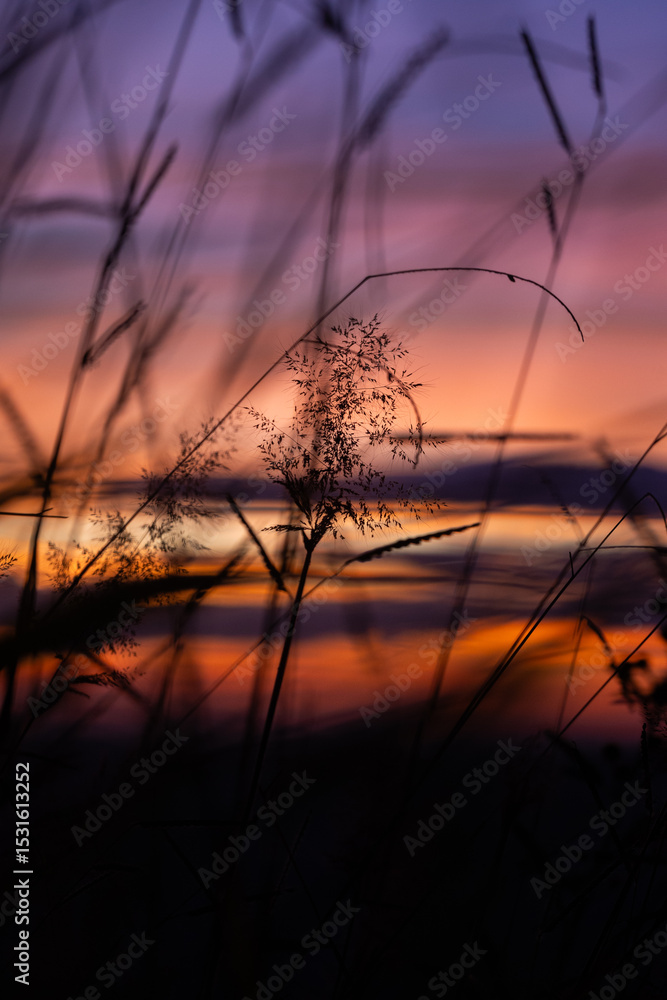 Fototapeta premium Silhueta de vegetação com o céu do pôr do sol