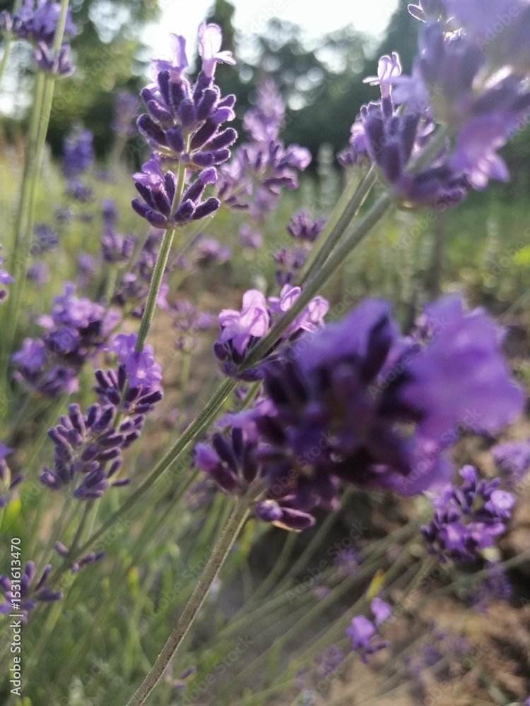 Fototapeta premium Lavender photo. Lavender background