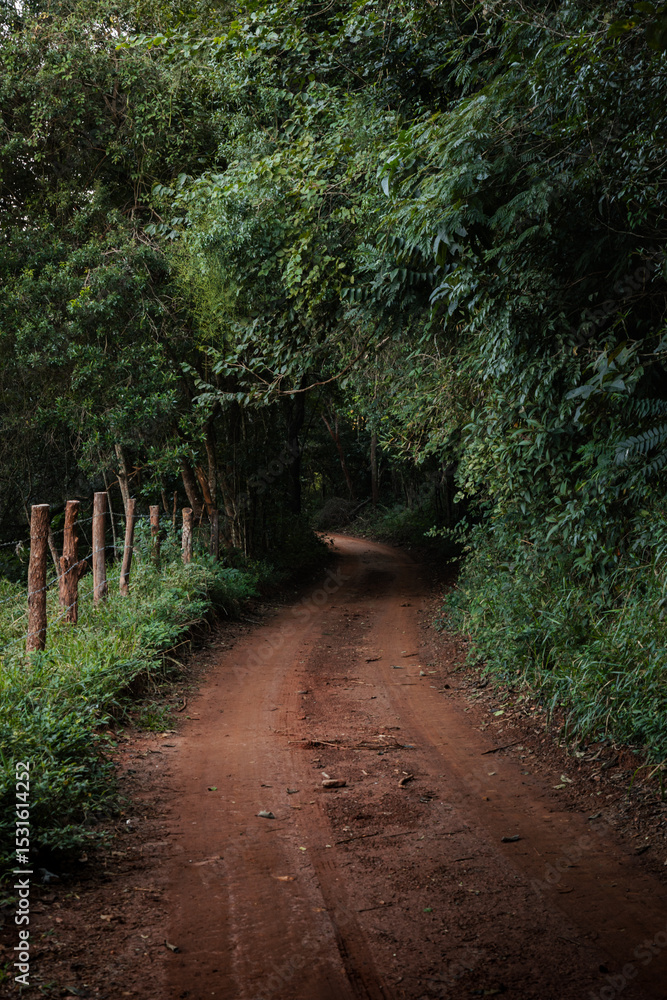 Fototapeta premium Estrada rural com arbustos, caminho de terra da fazenda, Estrada de terra natural
