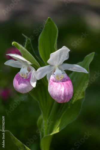 Φωτογραφία Close up view of a pair of stunning pink and white flower blossoms on a Showy La