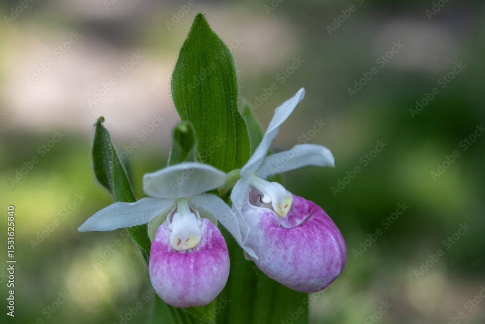 Close up view of a pair of stunning pink and white flower blossoms on a Showy Lady’s Slipper (cypripedium reginae) orchid wildflower plant in a protected outdoor setting Close up view of a pair of stunning pink and white flower blossoms on a Showy Lady’s Slipper (cypripedium reginae) orchid wildflower plant in a protected outdoor setting