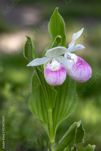 Close up view of a pair of stunning pink and white flower blossoms on a Showy Lady’s Slipper (cypripedium reginae) orchid wildflower plant in a protected outdoor setting