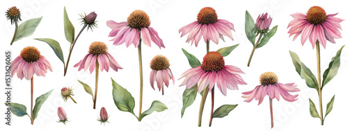 Echinacea flower collection vector illustration.