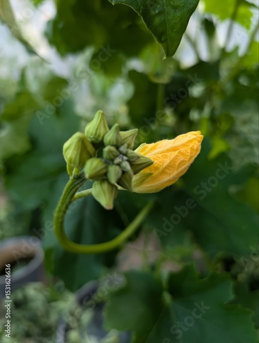 Photo of luffa. Growing luffa background