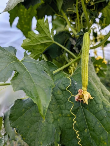 Photo of luffa. Growing luffa background