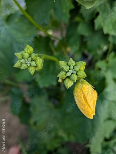 Photo of luffa. Growing luffa background