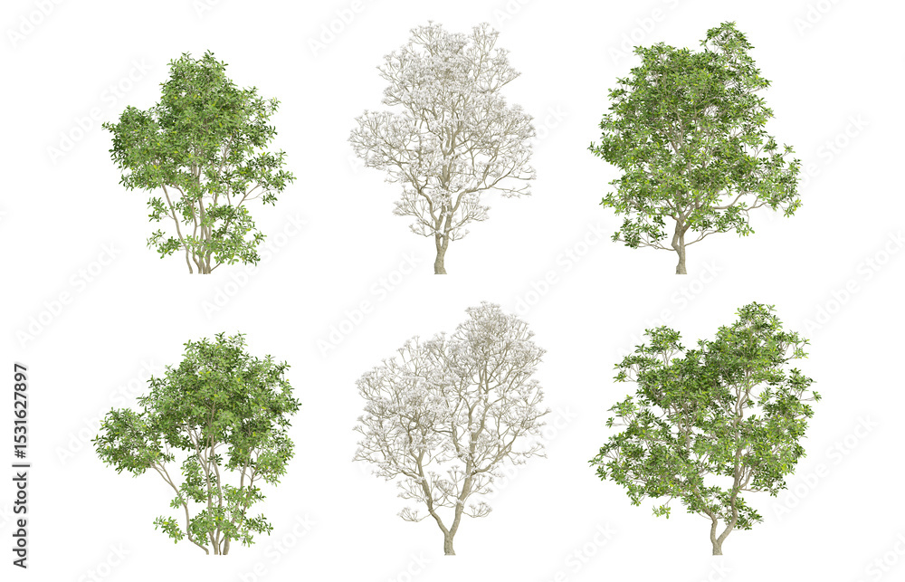 Obraz premium 3d trees of Magnolia officinalis in different view on transparent background