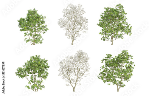 3d trees of Magnolia officinalis in different view on transparent background