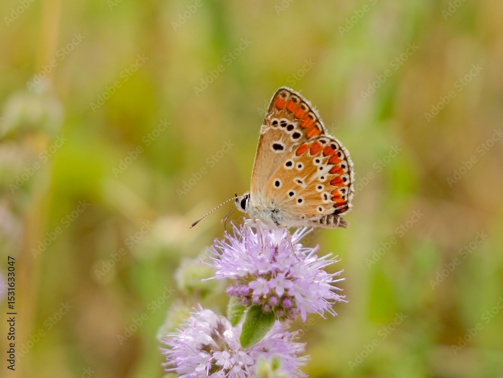 The Adonis blue (Lysandra bellargus, also known as Polyommatus bellargus) is a butterfly in the family Lycaenidae. Lazio region, Italy The Adonis blue (Lysandra bellargus, also known as Polyommatus bellargus) is a butterfly in the family Lycaenidae. Lazio region, Italy