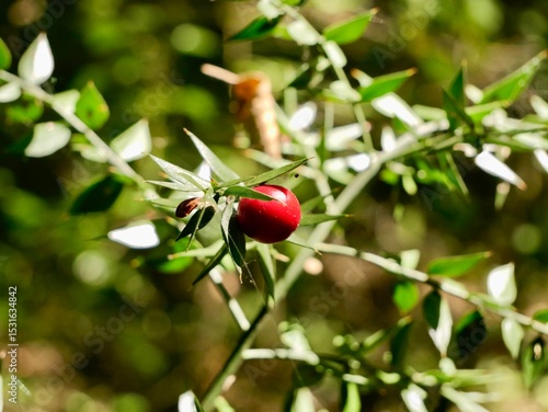 Fotografía The butcher's-broom (Ruscus aculeatus) shrub with red berries