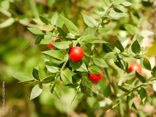 Obraz na plátně The butcher's-broom (Ruscus aculeatus) shrub with red berries