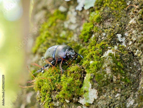 Beetle on tree trunk, Thorectes intermedius, a one of earth-boring dung beetles or dor beetles, Geotrupidae family. Italy