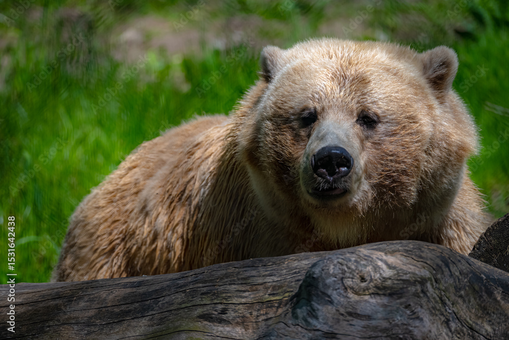 Obraz premium brown bear portrait
