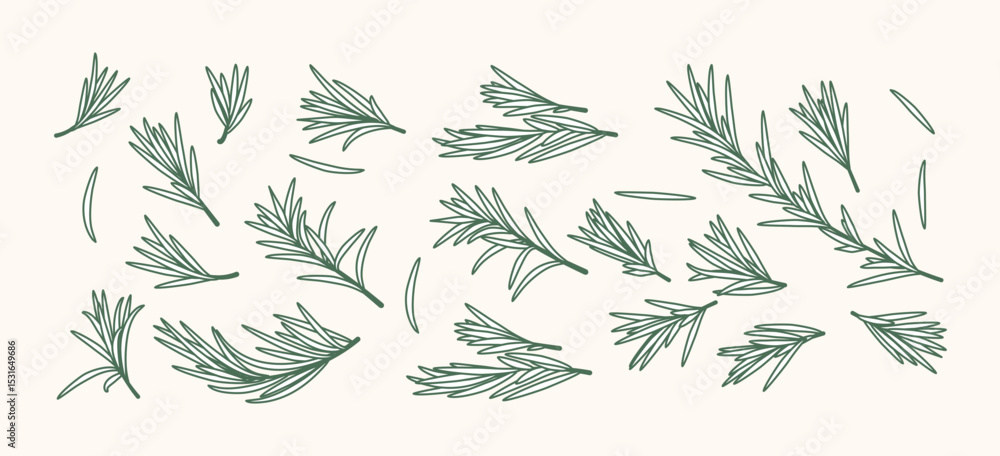 Naklejka premium Rosemary Branch and Herbal Oil Logo or Rosemary Icon, Herbs Elements in Vector Format, Floral Rosemary Frame and Border, Hand-Drawn Rosemary Botanical